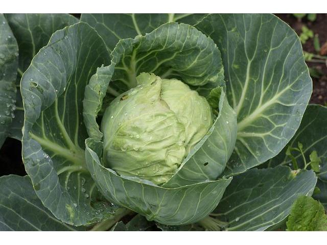 Cabbage Gloria f1