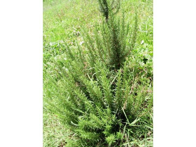 HERB PLANT FOR SALE