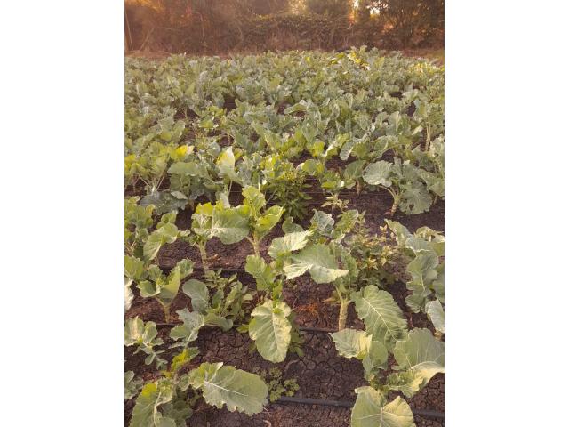 sukuma wiki( collard greens)