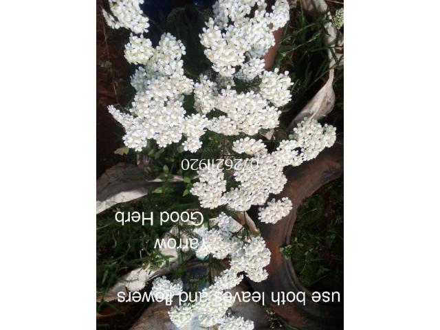 Seedling Herbs and Flowers