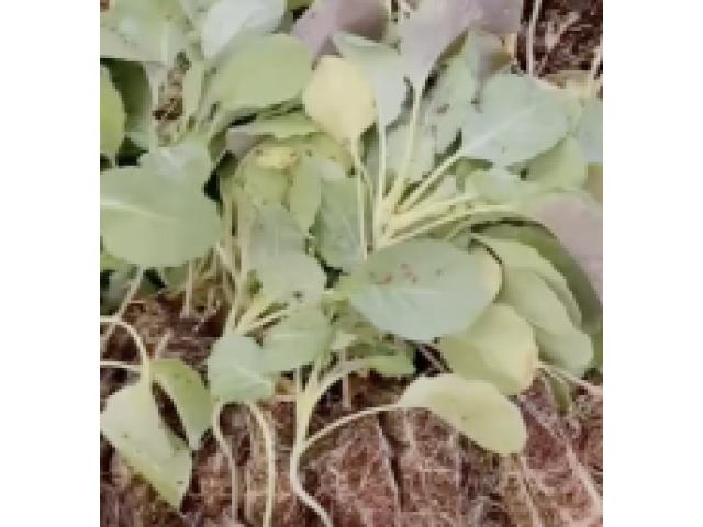 Sukuma - Kales Seedlings