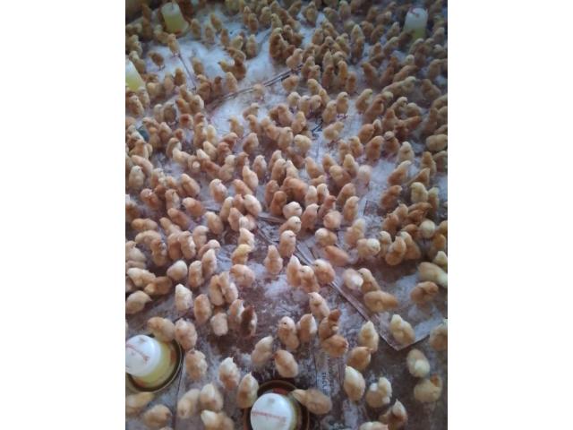 One month old chicks