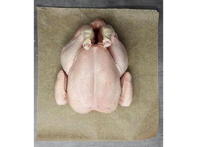 Broilers Chicken