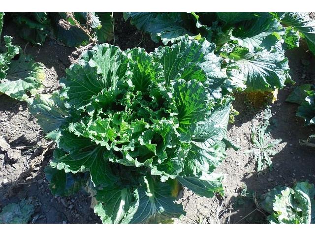 Bok Choy