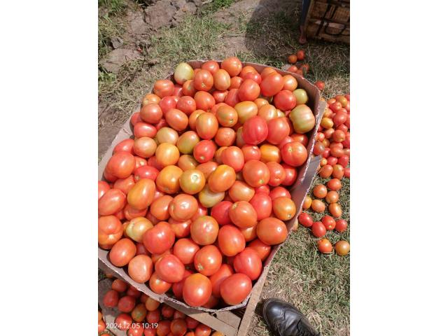 Tomatoes
