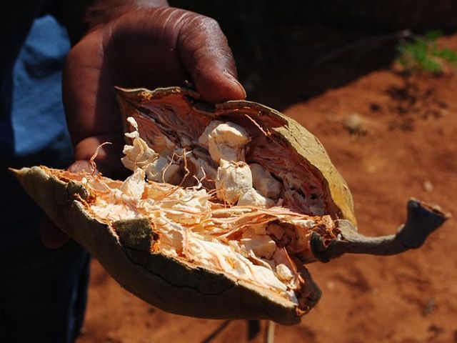 Baobab Powder