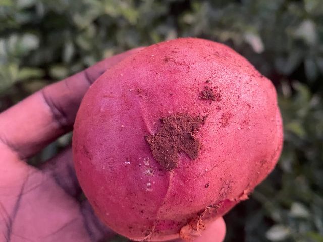 Unica Potatoes