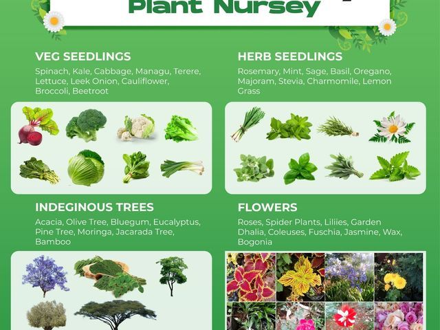 Seedlings Herbs