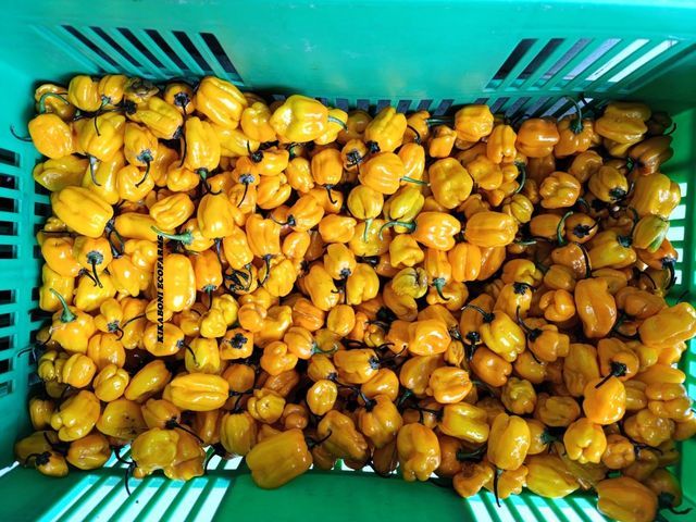 Yellow Habanero
