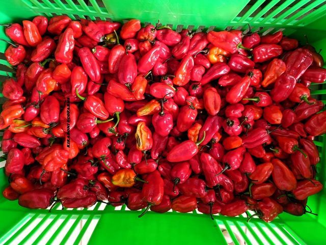 Red Habanero