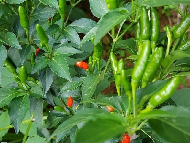 Birds Eye Chilli