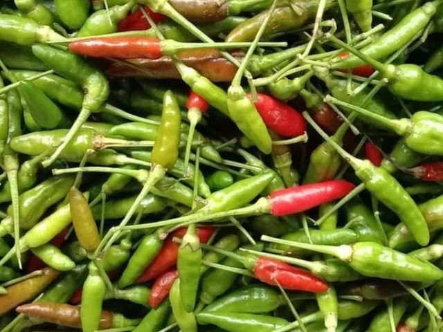 Birds Eye Chilli