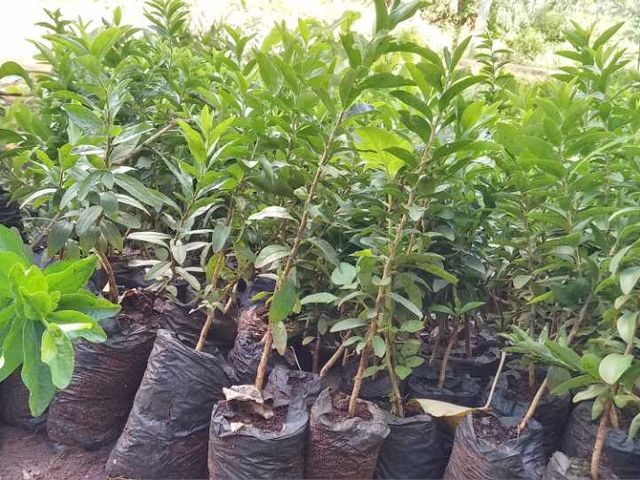 Kayaba Seedlings