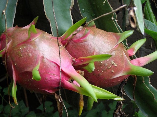 Dragon Fruit Cuttings