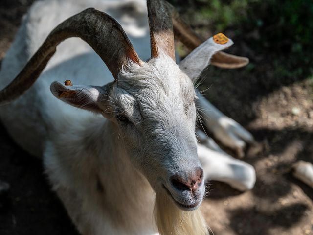 SAANEN GOATS