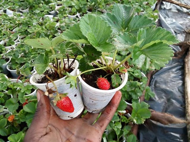 Strawberry Splits