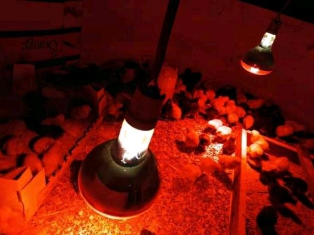 Gas Brooder