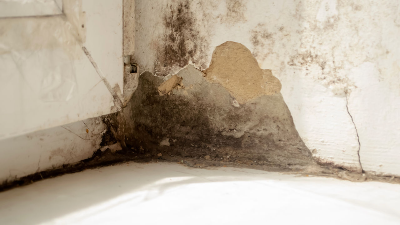 Mold Remediation in Alachua, FL