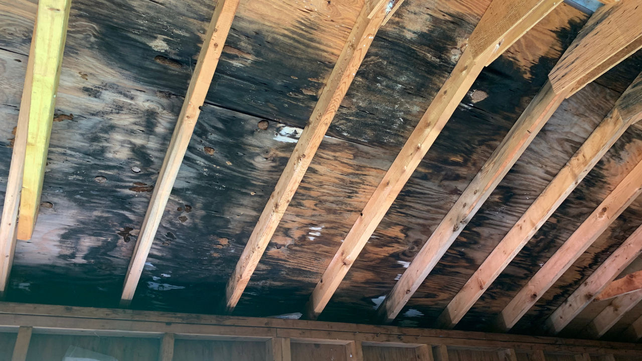 Mold Removal in Lake Butler, FL