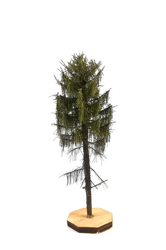 Forest Larch Tree Model 9-11 cm