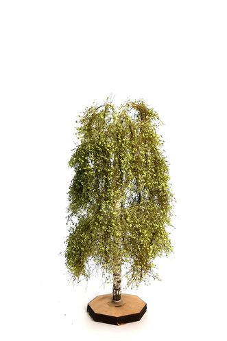 Birch Tree Model 9-11 cm