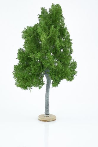 Maple Tree Model 18-20 cm