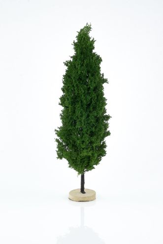 Poplar Tree Model 18-20 cm