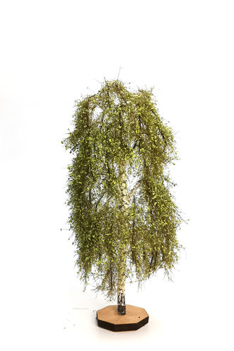 Birch Tree Model 14-16cm