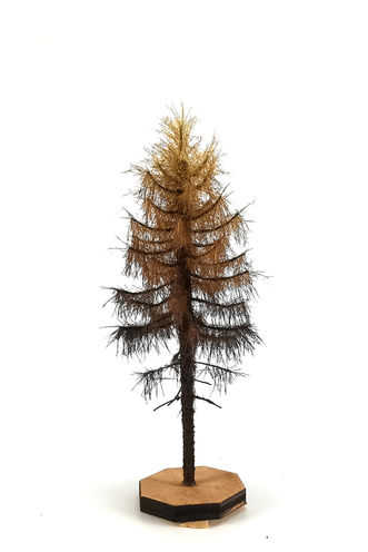 Dry Larch Tree Model 9-11 cm