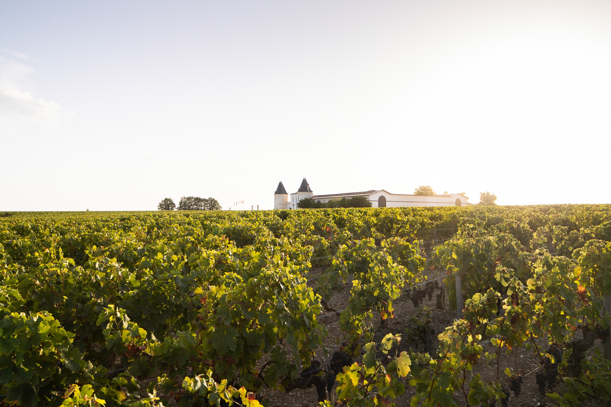 Château Léoville Poyferré - monette