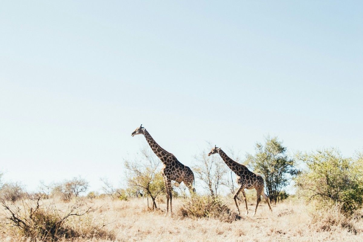 Giraffe Standing in Africa Zoo