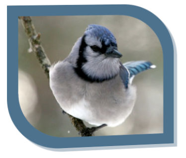 jays2009-record.png