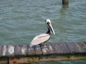 Lone Pelican