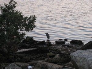 Bird watches sunset