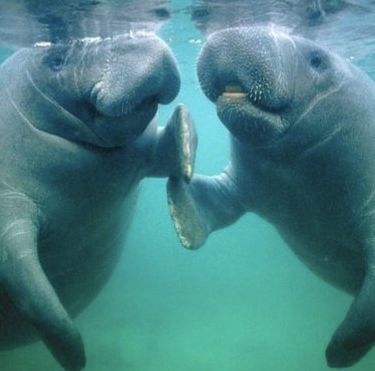 Manatees