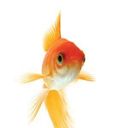 Red Goldfisher
