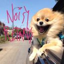 Noisy Retards