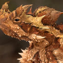Thorny devil