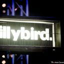 SillyBird