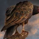 Vulture's Past