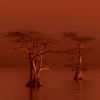That Shady Cypress Tree