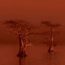That Shady Cypress Tree