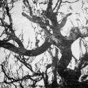 oaktree