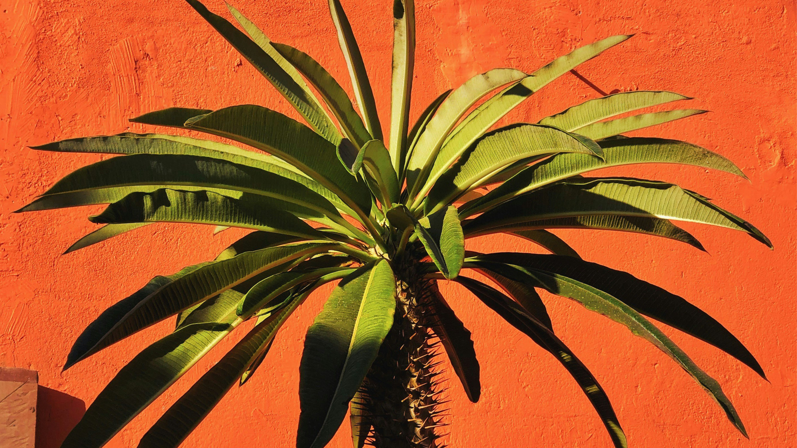 Open call voor muziekprofessionals: ga op netwerkmissie naar Mexico