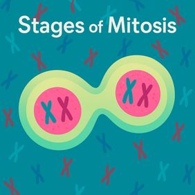 Stylised cover image of mitosis showing a dividing cell with colourful chromosomes