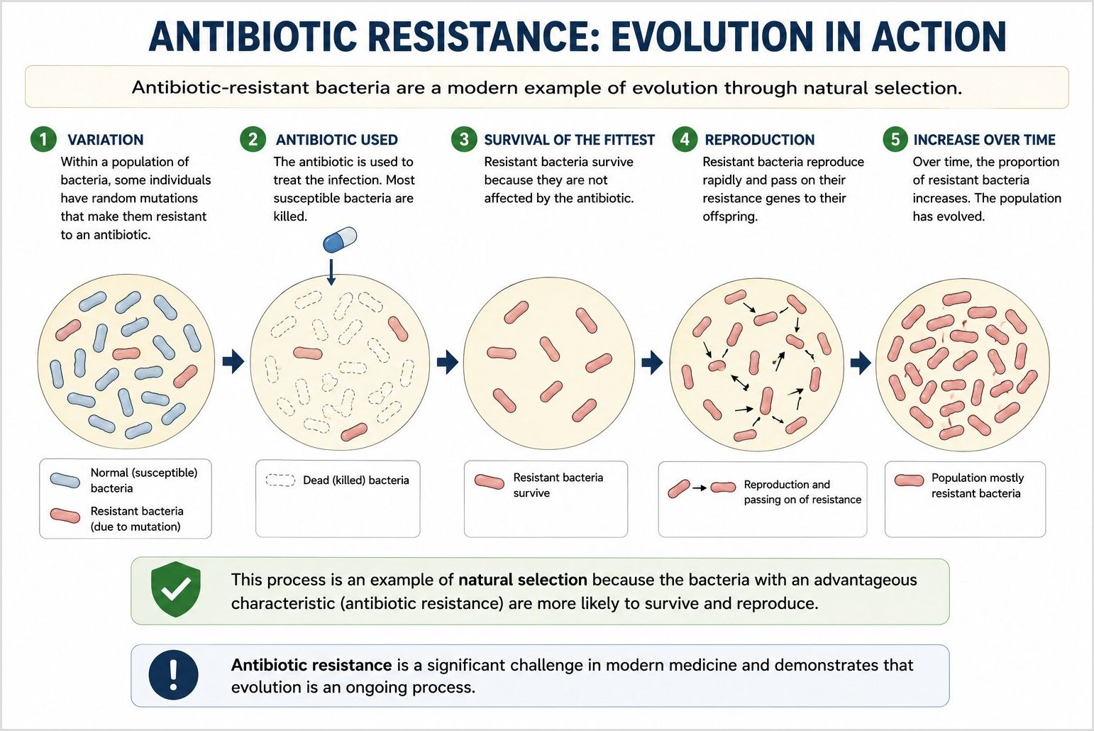 Antibiotic Resistance: Evolution Through Natural Selection in Bacterial Populations Antibiotic resistance diagram showing how a small number of bacteria with a resistance mutation survive antibiotic treatment, reproduce and pass on resistance genes, resulting in a population that becomes mostly antibiotic-resistant over time.