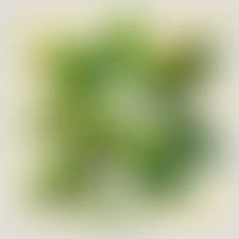 A close-up illustration of a plant with signs of disease, showing brown leaf spots and areas of discolouration, with a simple blurred background for emphasis.