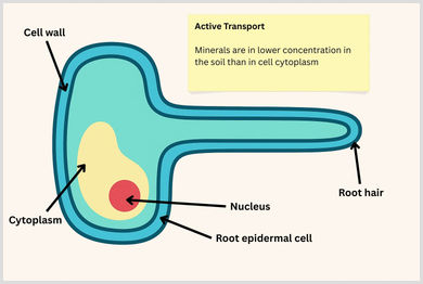 Root hair cell structure diagram Simple diagram of a root hair cell showing its elongated shape, cell wall, cell membrane, cytoplasm, vacuole and nucleus, without labels or arrows.