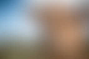 An image of a cow looking to camera.