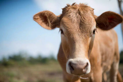 An image of a cow looking to camera.
